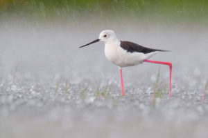 Black-winged wagtail, Himantopus himantopus, female is standing in heavy rain, Campania, Italy Black-winged wagtail, Himantopus himantopus, female is standing in heavy rain, Campania, Italy
